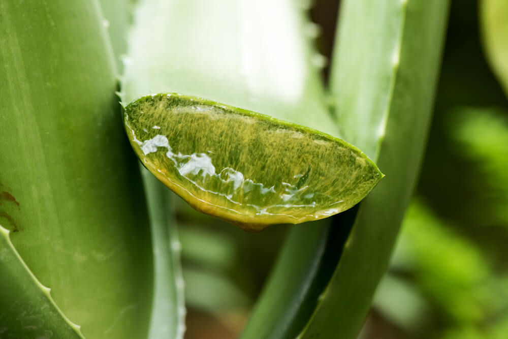 Aloe vera to love your skin