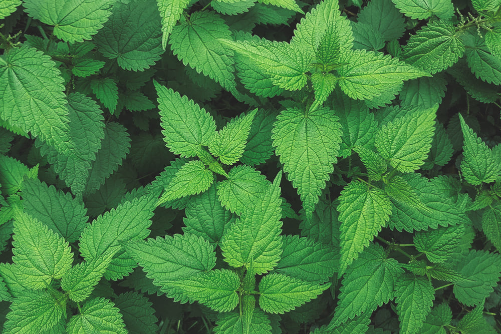 Nettle leaves